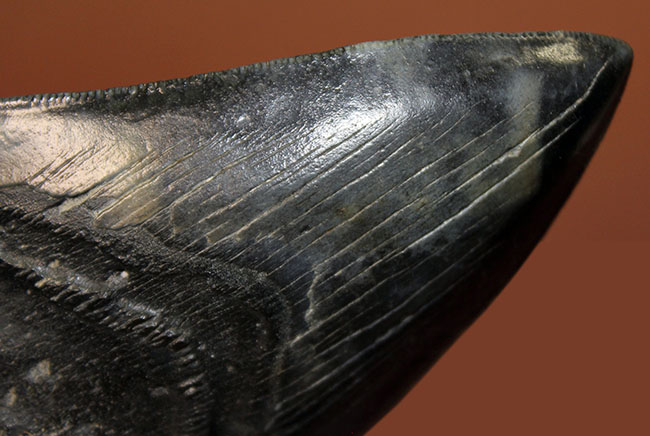 サイズ、状態、フォルム、三拍子そろった上質のメガロドン（Carcharodon megalodon）の歯化石（その6）