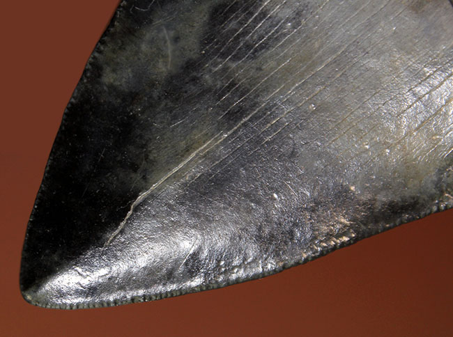 サイズ、状態、フォルム、三拍子そろった上質のメガロドン（Carcharodon megalodon）の歯化石（その7）