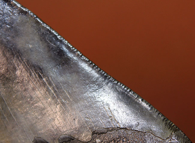 サイズ、状態、フォルム、三拍子そろった上質のメガロドン（Carcharodon megalodon）の歯化石（その8）