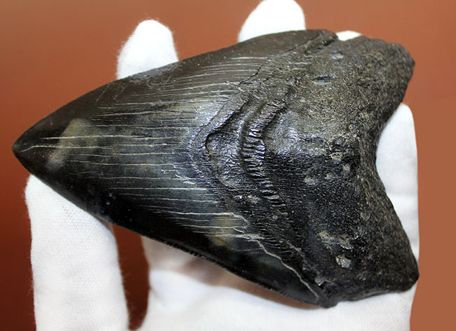 サイズ、状態、フォルム、三拍子そろった上質のメガロドン（Carcharodon megalodon）の歯化石（その9）