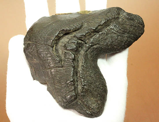 サービスプライス。ずっしり、メガロドンの歯化石。/新生代第三紀（6500万 -- 260万年前）【sh124】
