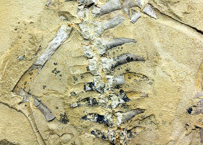 部分化石でも価値高い、ブラジル産ペルム紀の爬虫類、メソサウルス（Mesosaurus sp.）の骨盤セクションの化石（その4）