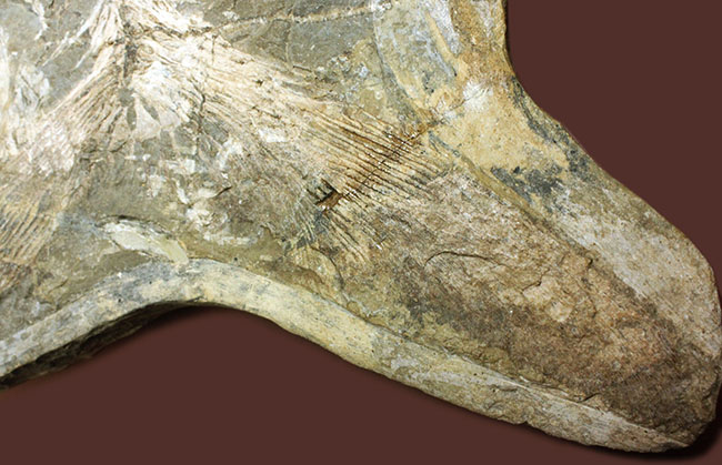 ウルトラレア！ブラジル・サンタナ層産の絶滅古代魚、ピクノドン類の全身化石。今後の入荷は未定、まさに一期一会の標本。（その11）