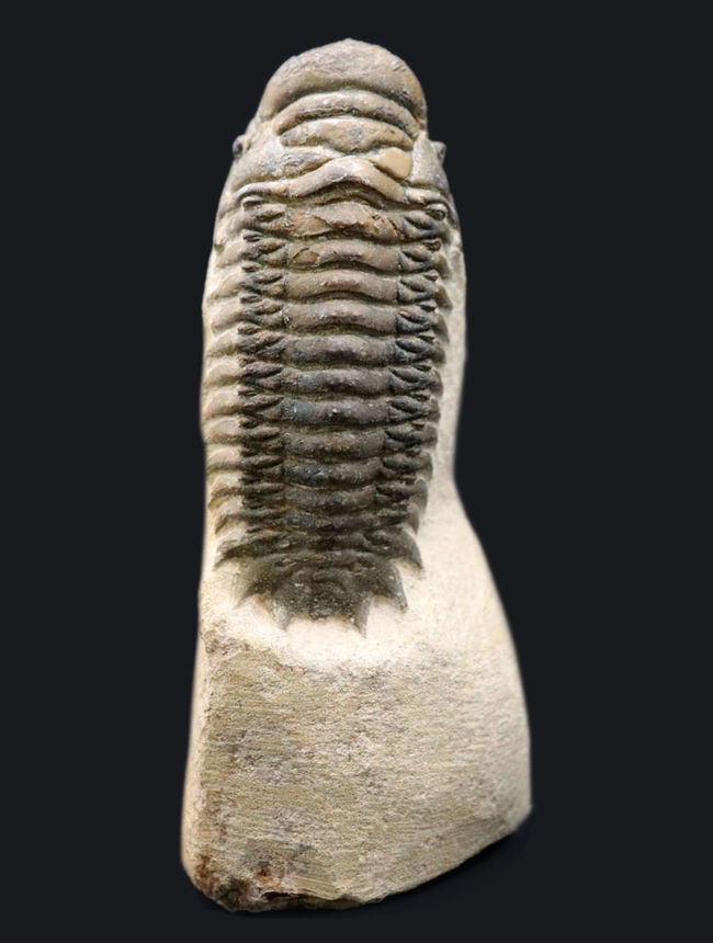 人気！縦にできる面白いポージング、古生代デボン紀の三葉虫、クロタロセファルス・ギブス（Crotalocephalus gibbus）の化石（その2）