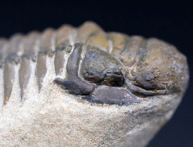 人気！縦にできる面白いポージング、古生代デボン紀の三葉虫、クロタロセファルス・ギブス（Crotalocephalus gibbus）の化石（その8）