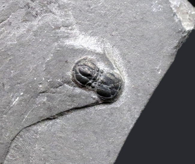 保存状態良好！古生代カンブリア紀の不思議な三葉虫、ペロノプシス（Peronopsis interstrictus）の化石（その1）