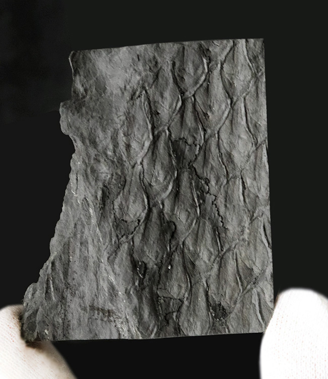 ウロコのような樹皮の模様にご注目！コレクション性高し！米国ペンシルバニア州産植物化石、レピドデンドロン（Lepidodendron）化石（その1）