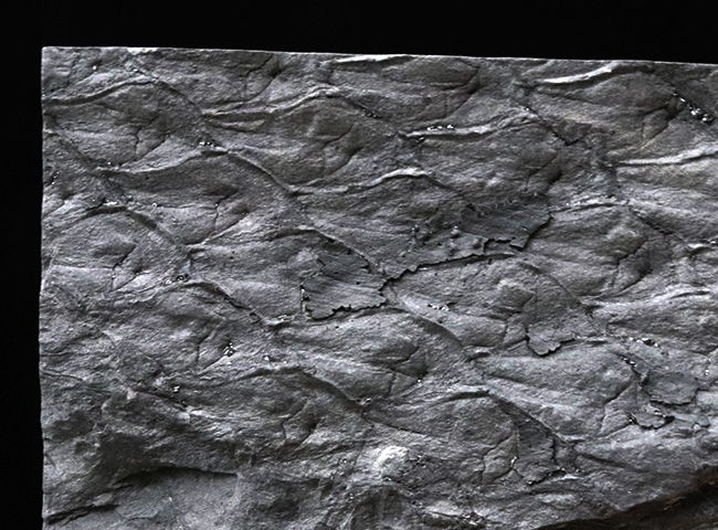 ウロコのような樹皮の模様にご注目！コレクション性高し！米国ペンシルバニア州産植物化石、レピドデンドロン（Lepidodendron）化石（その3）