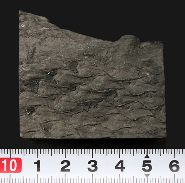 ウロコのような樹皮の模様にご注目！コレクション性高し！米国ペンシルバニア州産植物化石、レピドデンドロン（Lepidodendron）化石（その6）