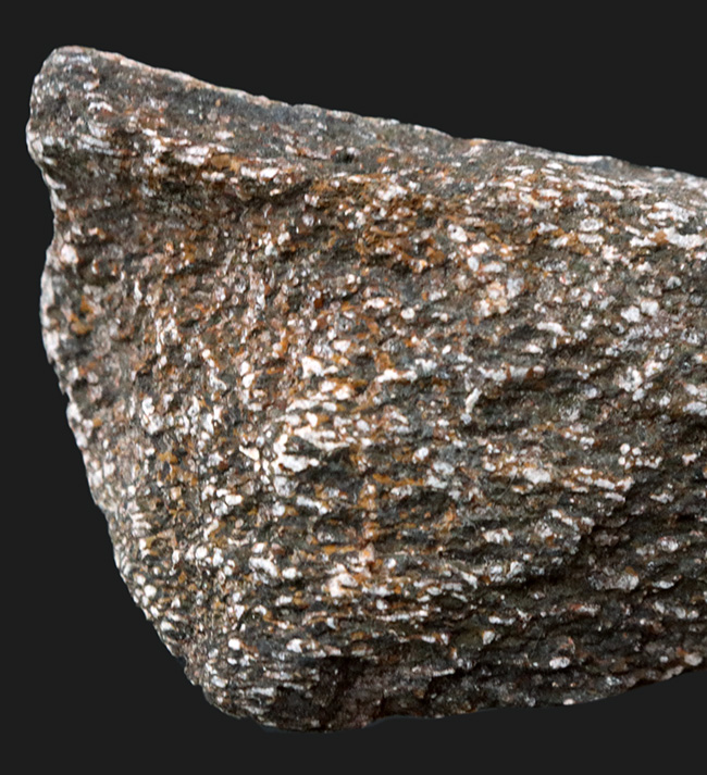 米国コロラド州のジュラ紀の地層より採集された恐竜の骨と思しき断片の化石（その3）