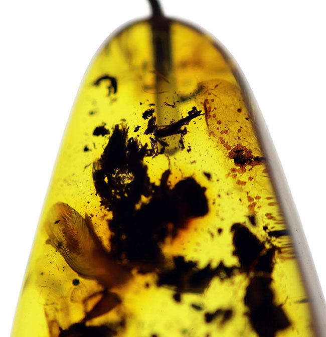 虫が内包されたバルト海産の琥珀を使ったペンダントトップ（シルバーチェーン、革紐、高級ジュエリーケース付）（その2）