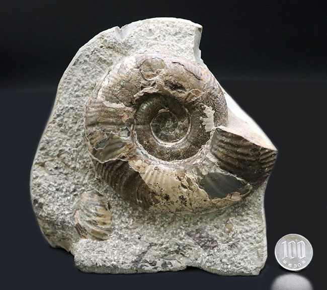 母岩との一体感が素晴らしい！北海道産の白亜紀後期のアンモナイト、メゾプゾシア・インドパシフィカ（Mesopuzosia indopacifica）の化石（その14）