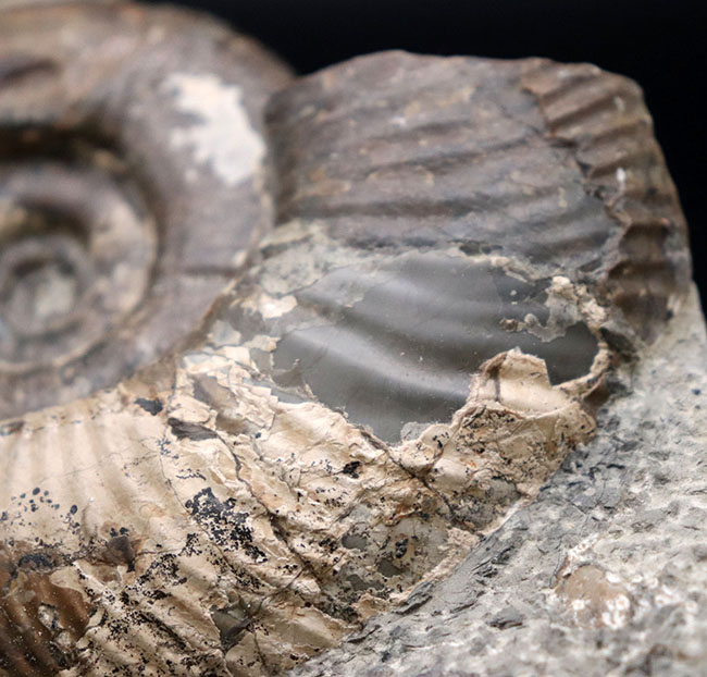 母岩との一体感が素晴らしい！北海道産の白亜紀後期のアンモナイト、メゾプゾシア・インドパシフィカ（Mesopuzosia indopacifica）の化石（その9）