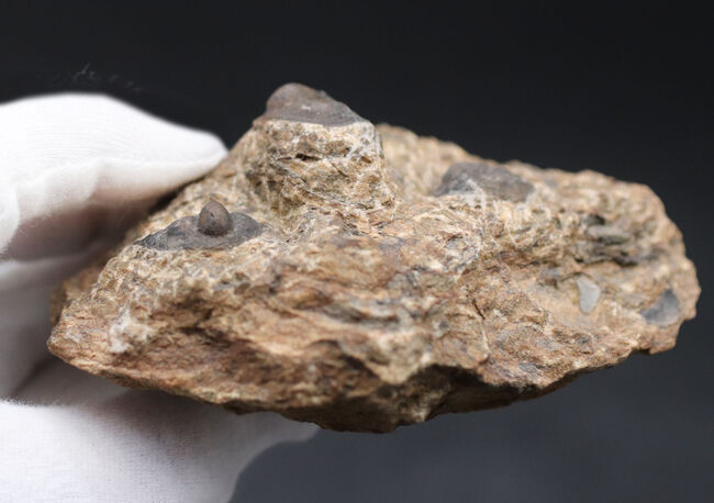不思議な三葉虫、オンニア（Onnia）のマルチプレート化石。特徴的なツバの部分が保存されています（その8）