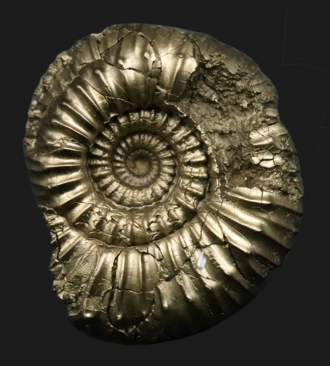美しい色と光沢！フランス・アヴェイロン産の黄鉄鉱化アンモナイト（Ammonite）（その1）