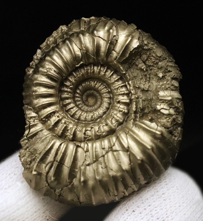 美しい色と光沢！フランス・アヴェイロン産の黄鉄鉱化アンモナイト（Ammonite）（その2）