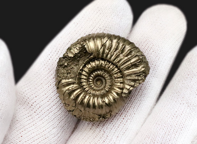 美しい色と光沢！フランス・アヴェイロン産の黄鉄鉱化アンモナイト（Ammonite）（その3）