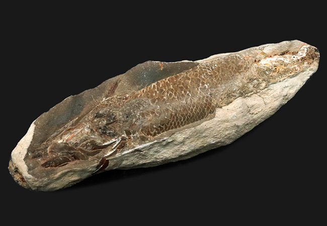 特筆すべき鱗の保存状態！およそ１億年前の汽水域に生息した、絶滅古代魚、ラコレピス（Rhacolepis）の化石（その1）