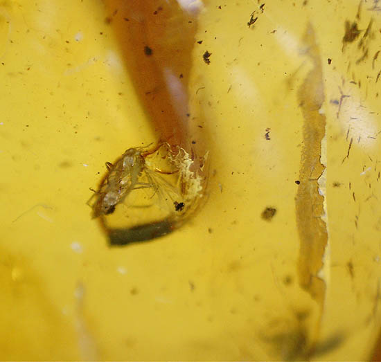 大小４匹の虫を内包する、透明度の高いバルト海産琥珀/新生代（6500万年前 -- 現在）【ot1045】