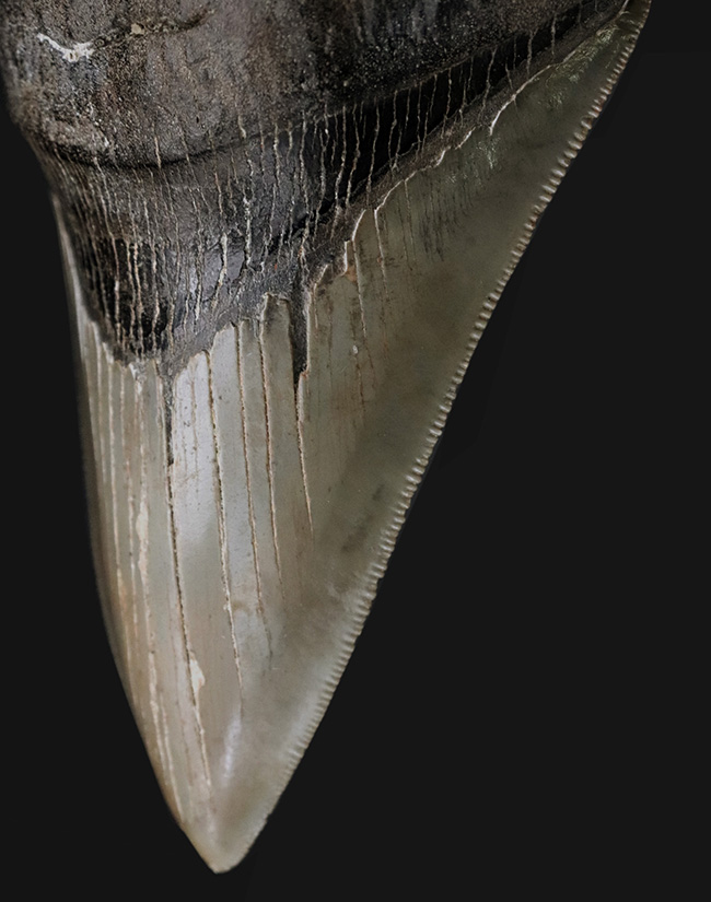 状態の良いセレーション、エネメル質、左右対称性、分厚さを兼ね備えた一級のコレクション価値を持つメガロドン（Carcharocles megalodon）の歯化石（その1）