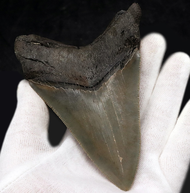 状態の良いセレーション、エネメル質、左右対称性、分厚さを兼ね備えた一級のコレクション価値を持つメガロドン（Carcharocles megalodon）の歯化石（その6）