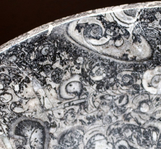 人気！古生代デボン紀の頭足類、ゴニアタイトを使った皿状の化石（その8）