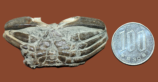 甲羅の模様まで見て取れる新生代のカニ化石（その11）
