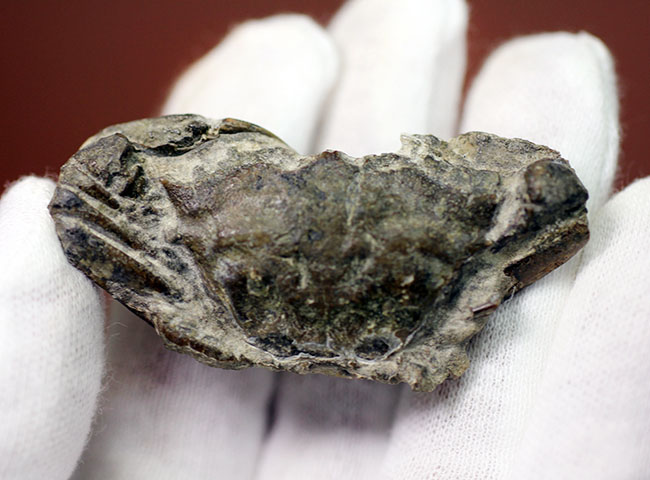 甲羅の模様まで見て取れる新生代のカニ化石（その6）