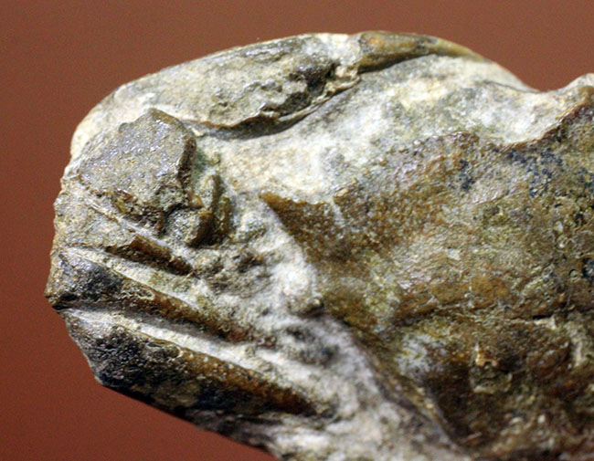 甲羅の模様まで見て取れる新生代のカニ化石（その7）