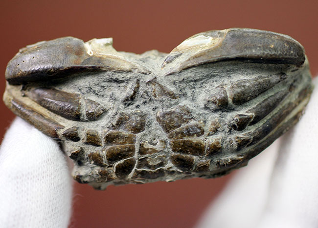 甲羅の模様まで見て取れる新生代のカニ化石（その9）