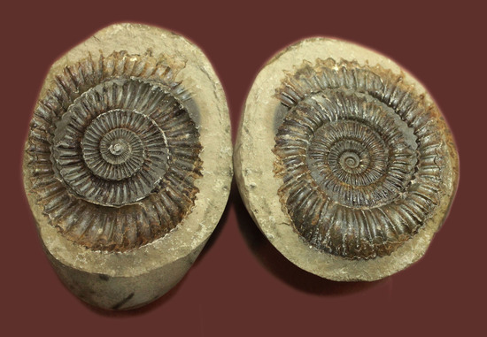 ヨークシャー産のノジュール。ジュラ紀前期（約１億８千年前）のアンモナイト、ダクチリオセラス（Dactylioceras sp.）（その1）