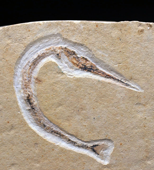 ベリーレア！滅多に入手できない！吻部が異様に長い白亜紀の魚類、リンコデルセチス（Rhynchodercetis）の完全体化石（その1）