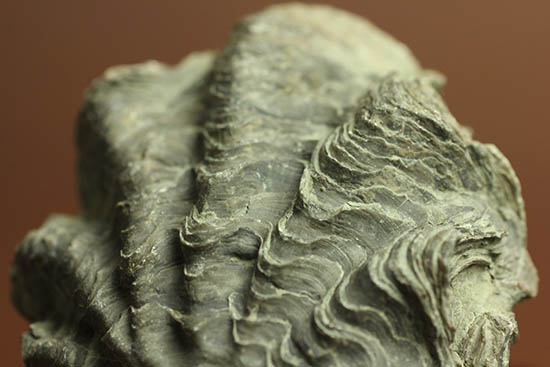 ロマンあふれる古代のカキの化石。珍しいペルー産。（その2）