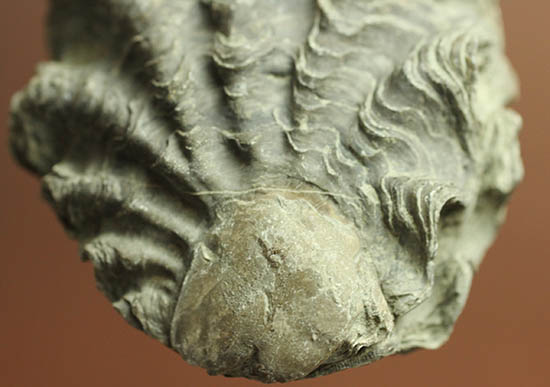 ロマンあふれる古代のカキの化石。珍しいペルー産。（その3）