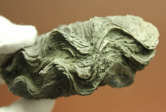 ロマンあふれる古代のカキの化石。珍しいペルー産。（その6）