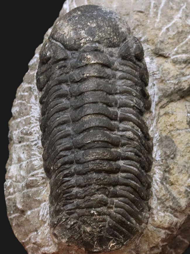 背周り７７ミリの迫力サイズ、デボン紀を代表する三葉虫、ファコプス（Phacops）の化石（その1）