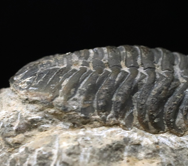背周り７７ミリの迫力サイズ、デボン紀を代表する三葉虫、ファコプス（Phacops）の化石（その7）