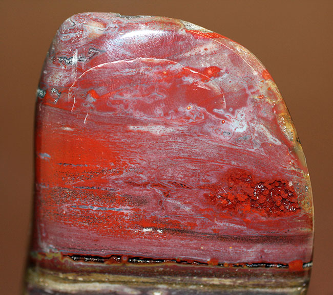 深紅に染まったマダガスカル産珪化木のカボション（磨き標本）（その3）