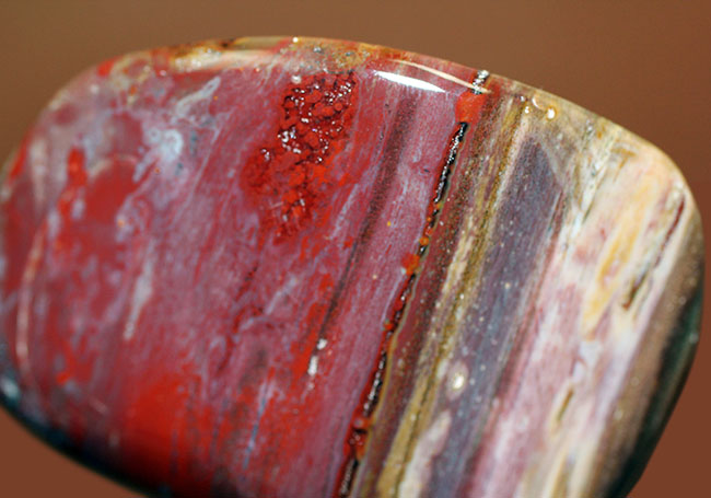 深紅に染まったマダガスカル産珪化木のカボション（磨き標本）（その9）