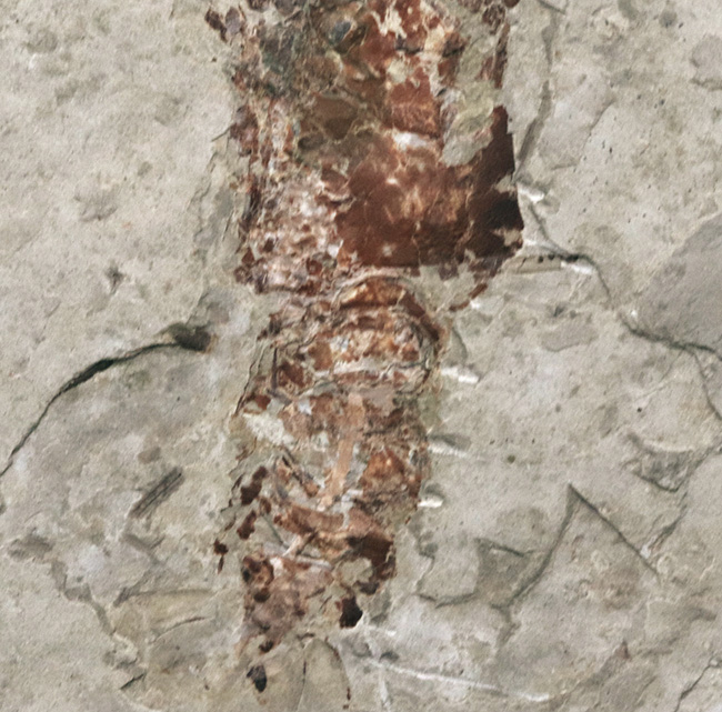 希少！ハサミ、全形ともに保存された、恐竜時代（中生代ジュラ紀）のザリガニ、アスタクス（Astacus spinorostrinus）の化石（その4）