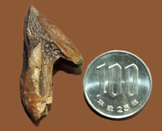 久々に登場！ダブルルートを有するトリケラトプス（Triceratops）の歯化石。化石なのに未使用品という面白さ。（その16）