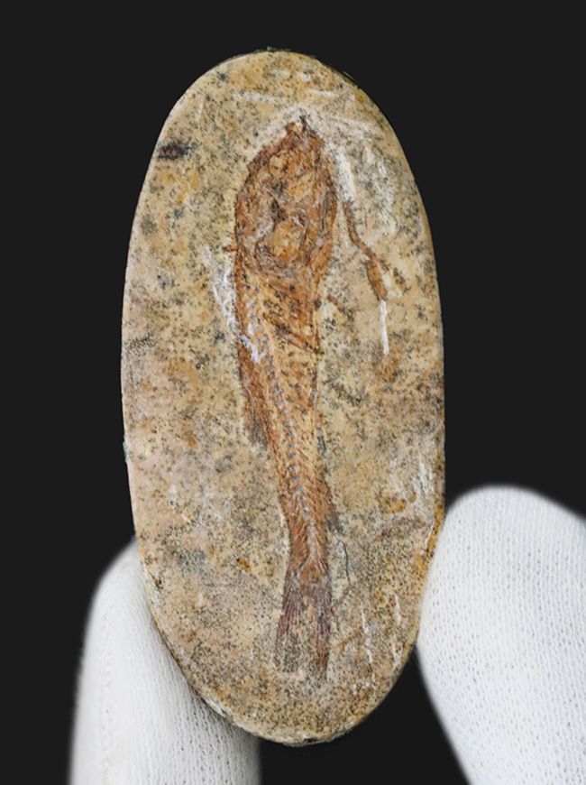 恐竜時代の絶滅古代魚、ブラジル産ダスティルベ（Dastilbe）の全身化石（その1）