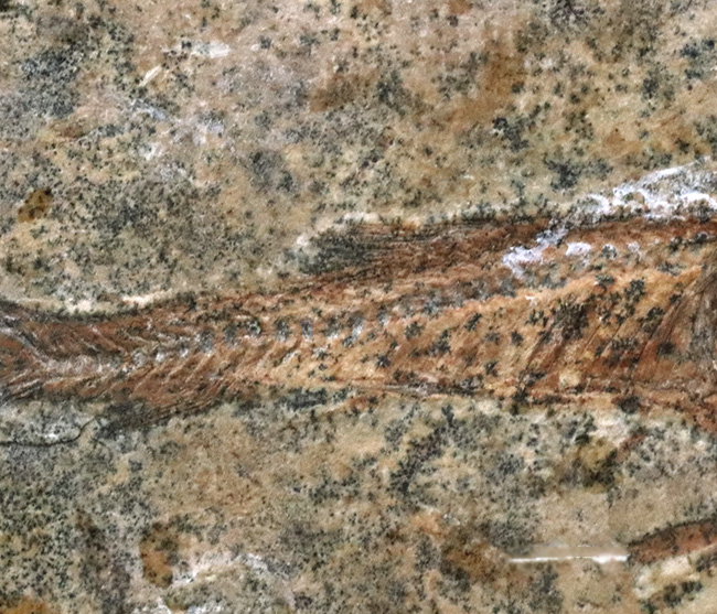恐竜時代の絶滅古代魚、ブラジル産ダスティルベ（Dastilbe）の全身化石（その3）