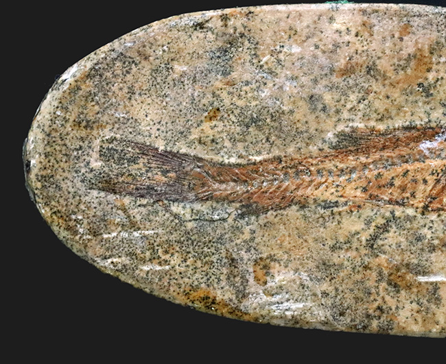 恐竜時代の絶滅古代魚、ブラジル産ダスティルベ（Dastilbe）の全身化石（その4）