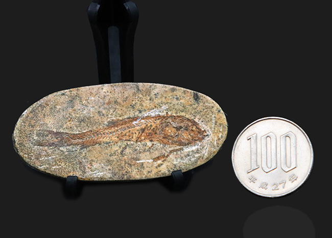 恐竜時代の絶滅古代魚、ブラジル産ダスティルベ（Dastilbe）の全身化石（その9）