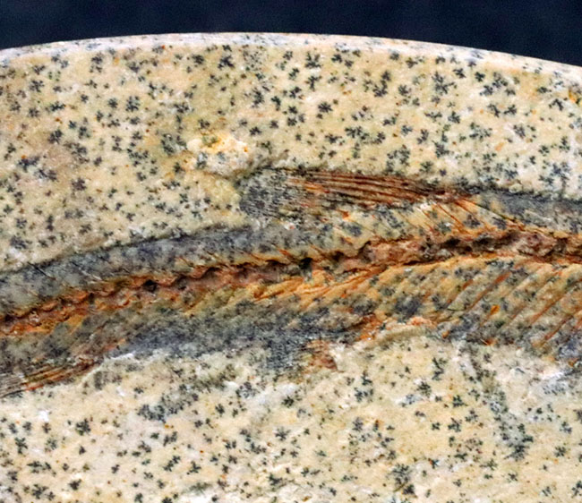 恐竜時代の古代魚、ダスティルベ（Dastilbe）の全身化石（その3）