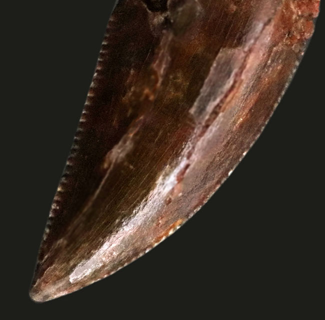 セレーション、サイズ、いずれもハイレベル！モロッコで採集された、小型獣脚類、ラプトル類（Raptor）の歯化石（その4）