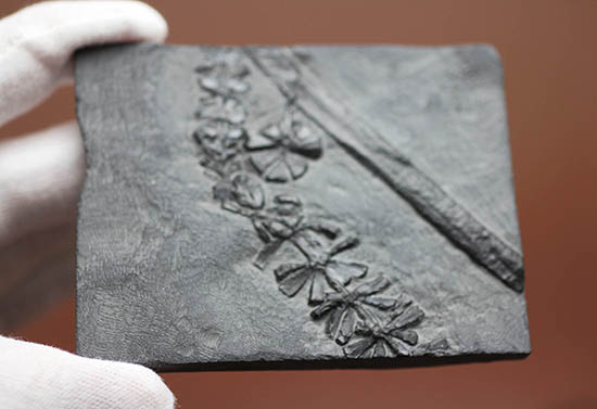 石炭紀のトクサ類のなかにはつる性の植物もあった。スフェノフィルムのハイクオリティ標本。（その6）