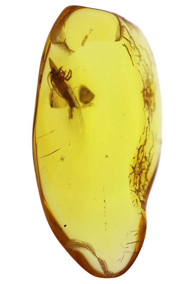 レアな虫「イシノミ」を内包したおよそ４０００万年前のバルティックアンバー（琥珀）。リトアニアンゴールドと評される美しい琥珀色をお楽しみください！（その2）