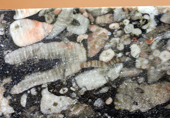 ポリプに特徴のあるハチノスサンゴ（Favosites）とウミユリ（Crinoid）のマルチプレート化石。（その2）